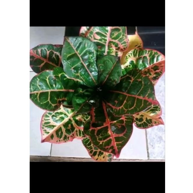 tanaman hias - Puring kura / puring kura kura