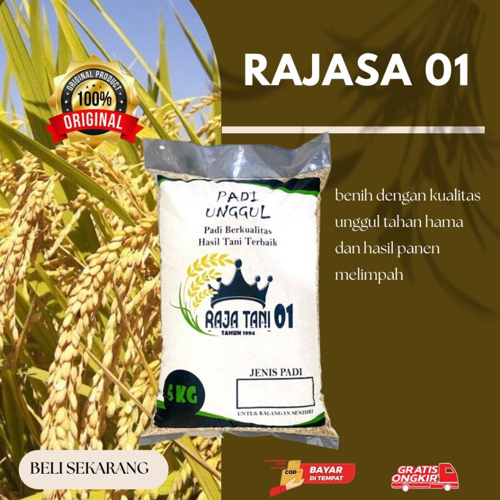 benih padi unggul rajasa 01 original 5kg