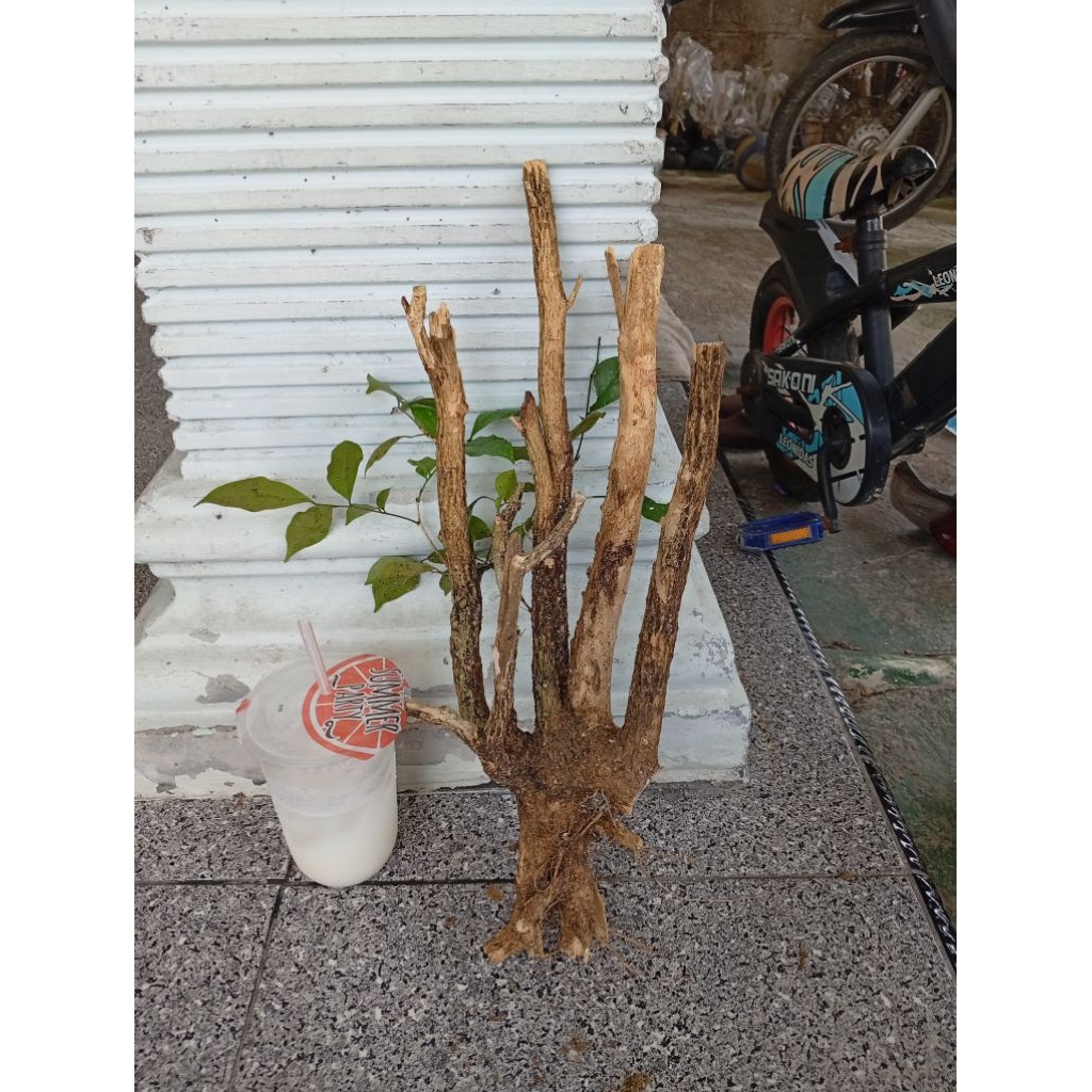 kemuning dongkelan akar batang kemuning lokal bahan bonsai