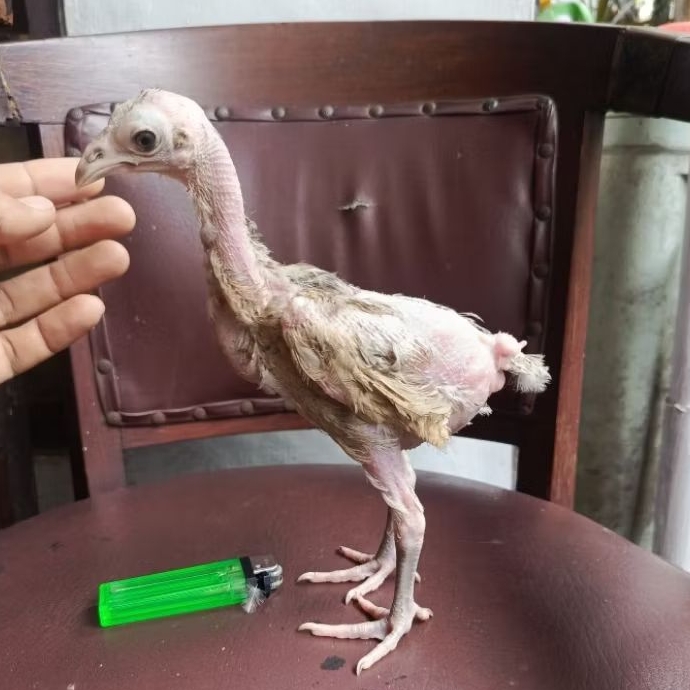 ayam saigon x , anakan