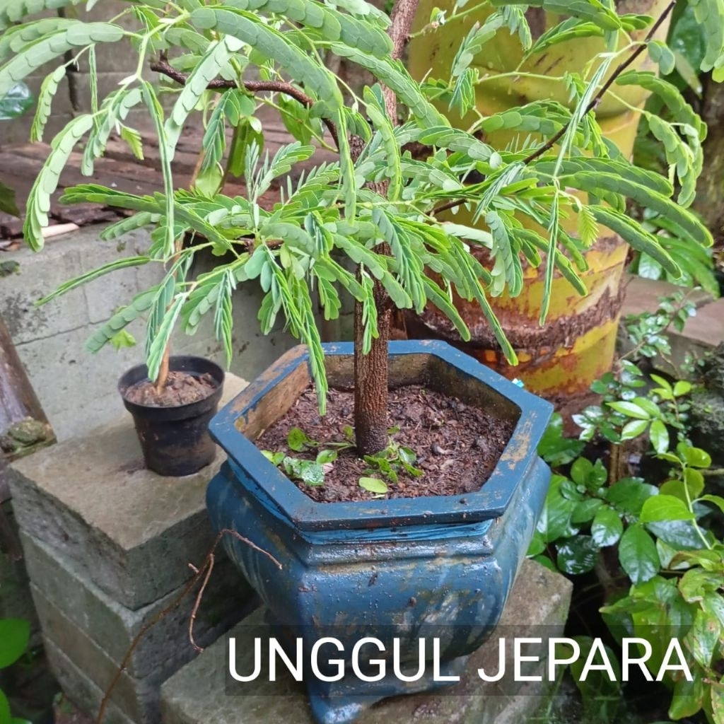 BONSAI ASEM JAWA