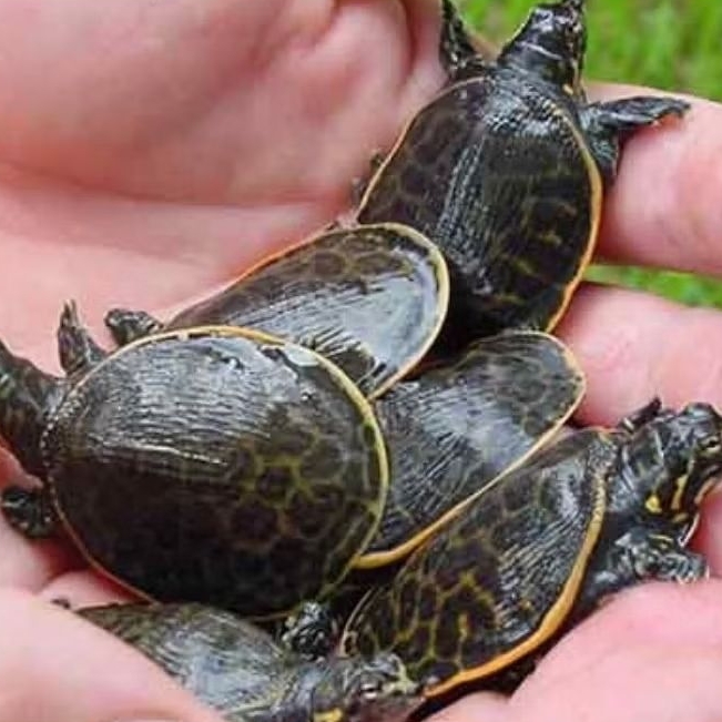 hiasan akuarium labi labi bulus