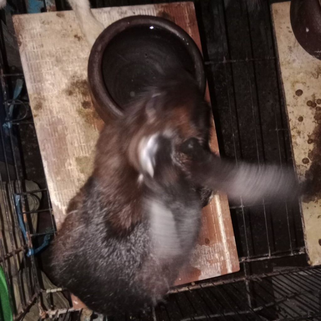 Kelinci Jantan Betina  Jenis Anggora usia 8 bulan