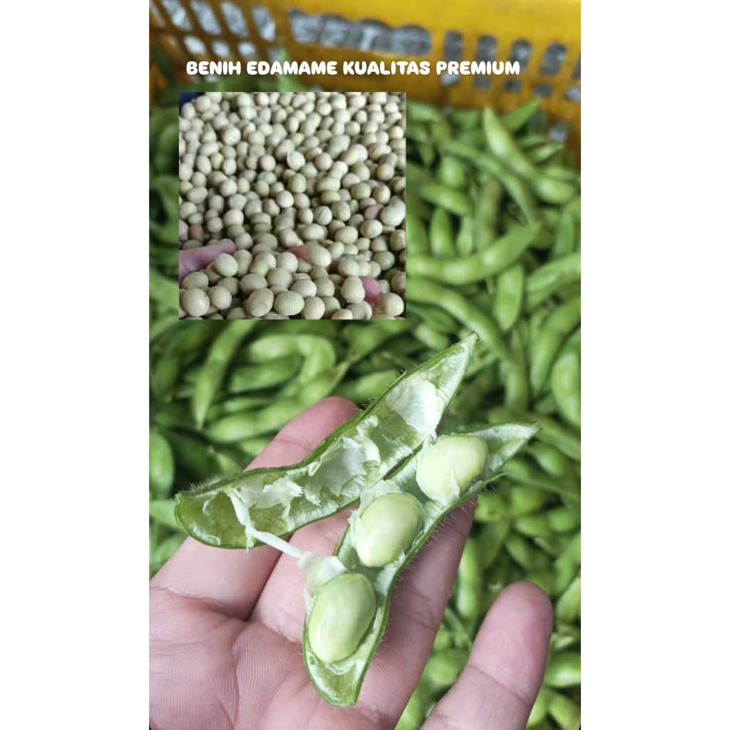 Benih Edamame | Bibit Edamame | Kedelai Jepang Super Varietas Ryoko