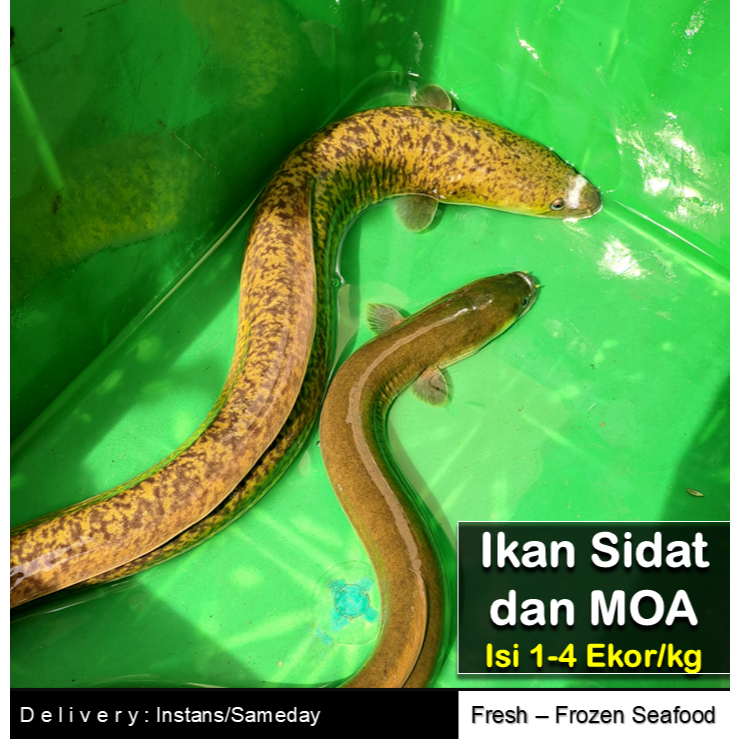 IKAN SIDAT/MOA JUAL HIDUP | ISI 1-4 EKOR 1KG