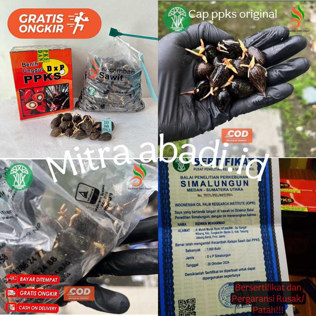 Benih Kecambah Sawit PPKS MEDAN Super Unggul Bersertifikat