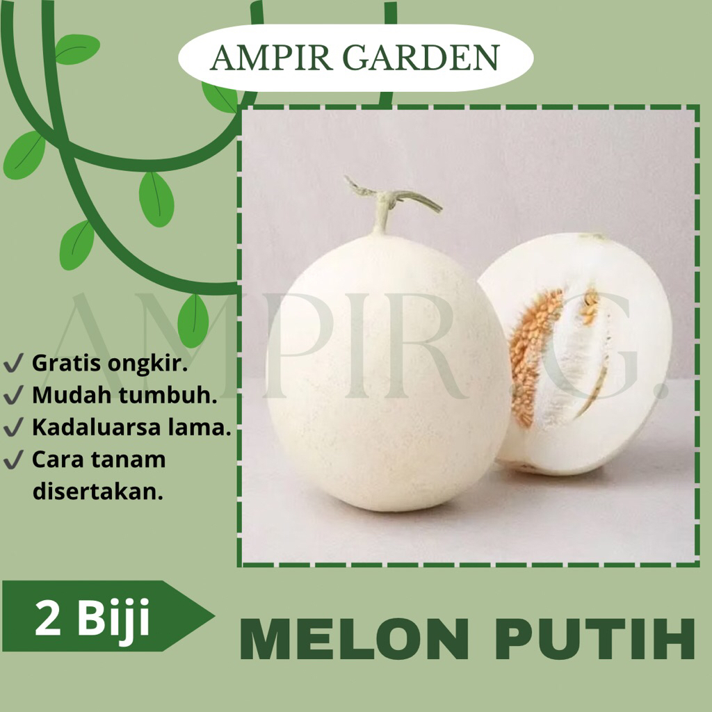 2 Biji Benih MELON PUTIH HONEYDEW / Melon Madu Import - Bibit Benih Melon White Manis