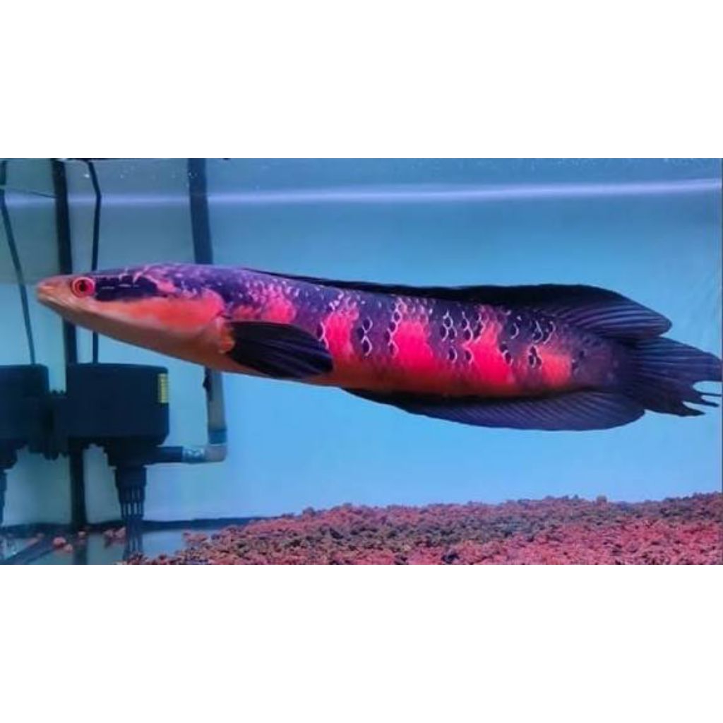 Channa maru red Barito jumbo size 15-17 cm