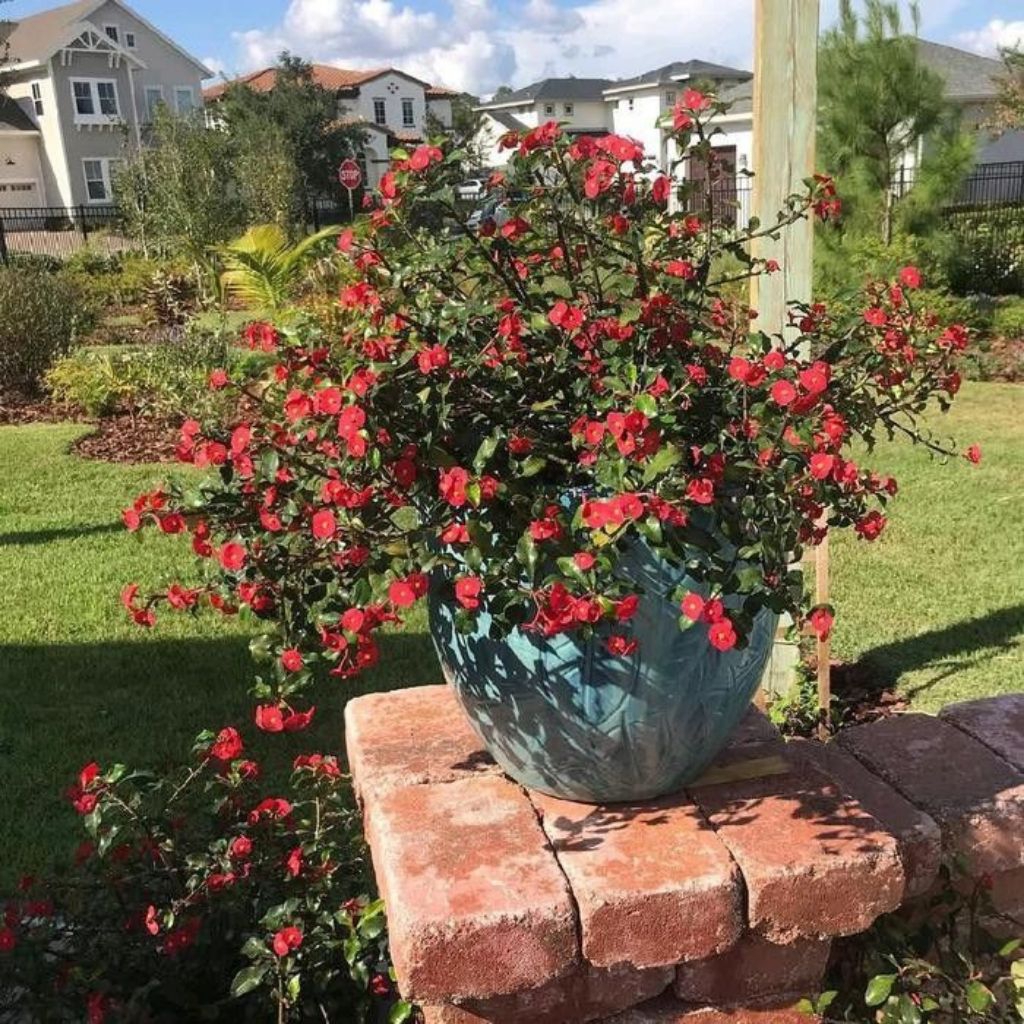 Tanaman Hias eforbia mini