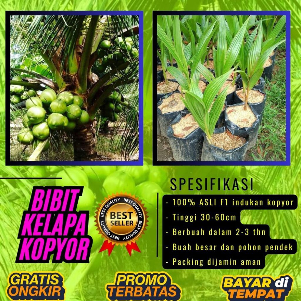 POHON PENDEK  Bibit Kelapa Kopyor Harga, Bibit Kelapa Kopyor Jelly, Bibit Kelapa Kopyor Jelly Thaila