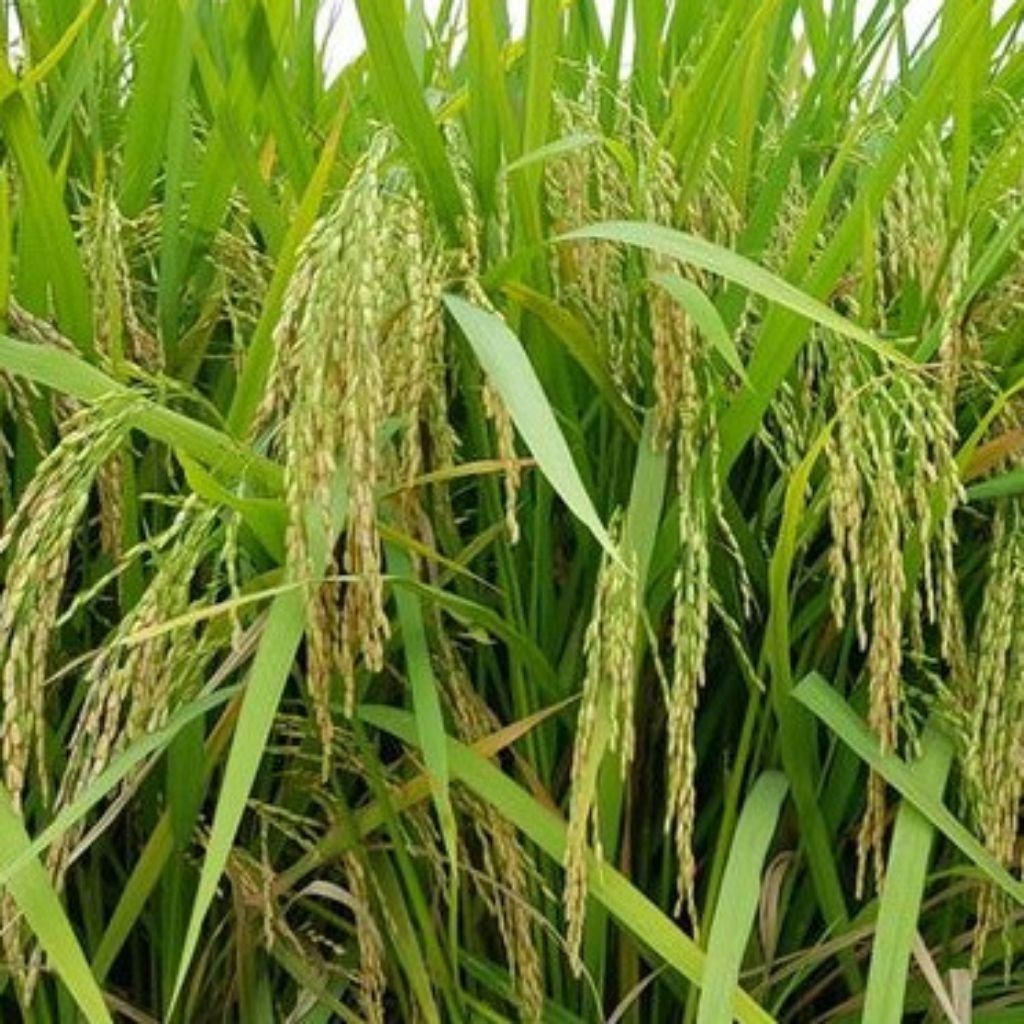 Benih Padi IF 16 AB2TI Kemasan 5kg