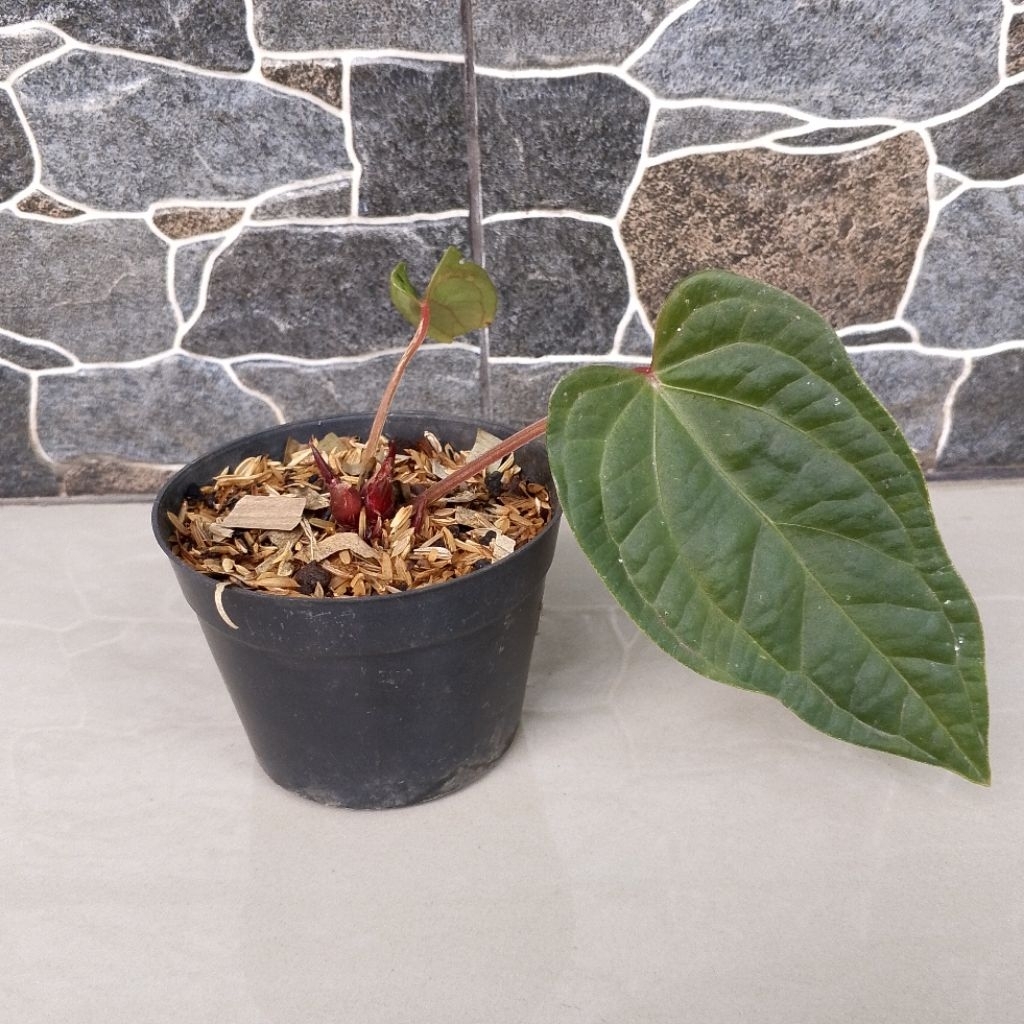Anthurium Kuping Gajah Luxurians X Red Of Java (ROJ) Tanaman Hias 100% Sesuai Foto Yang Ditampilkan
