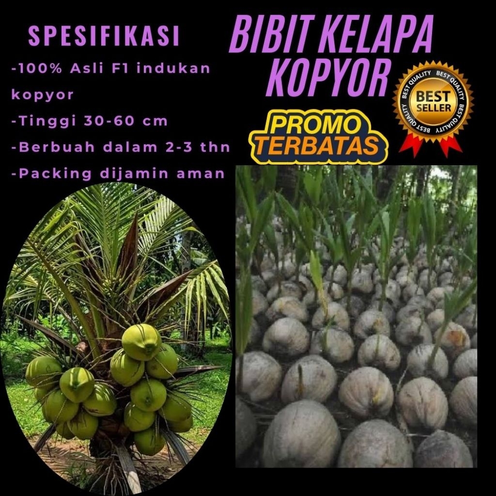 POHON PENDEK  Bibit Kelapa Kopyor Harga, Bibit Kelapa Kopyor Jelly, Bibit Kelapa Kopyor Jelly Thaila