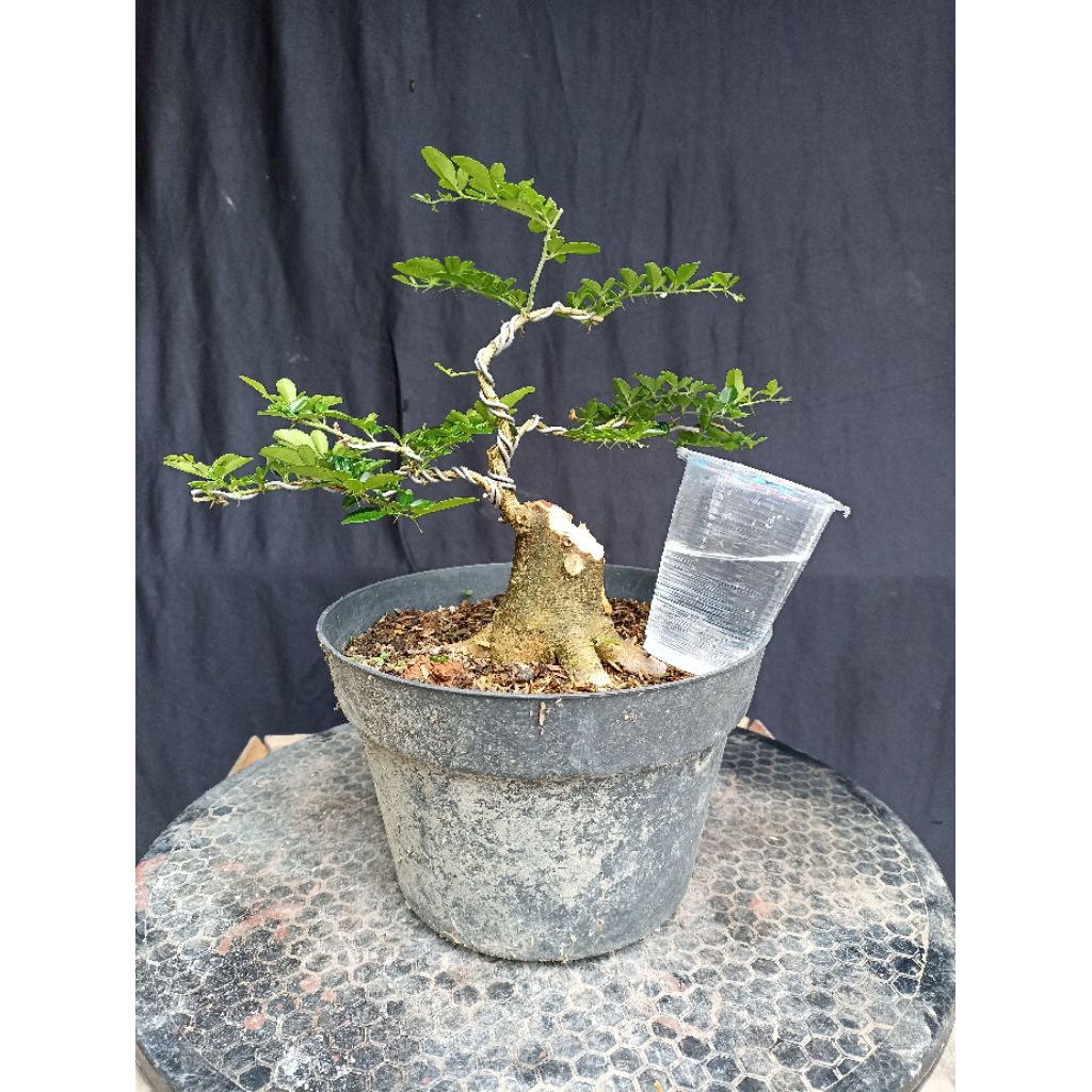 Bonsai jeruk kingkit/Bahan bonsai jeruk kingkit