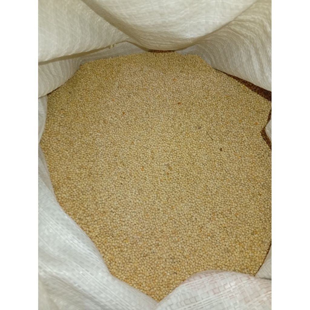 Milet putih Pakan Burung Parkit Pakan burung Lovebird