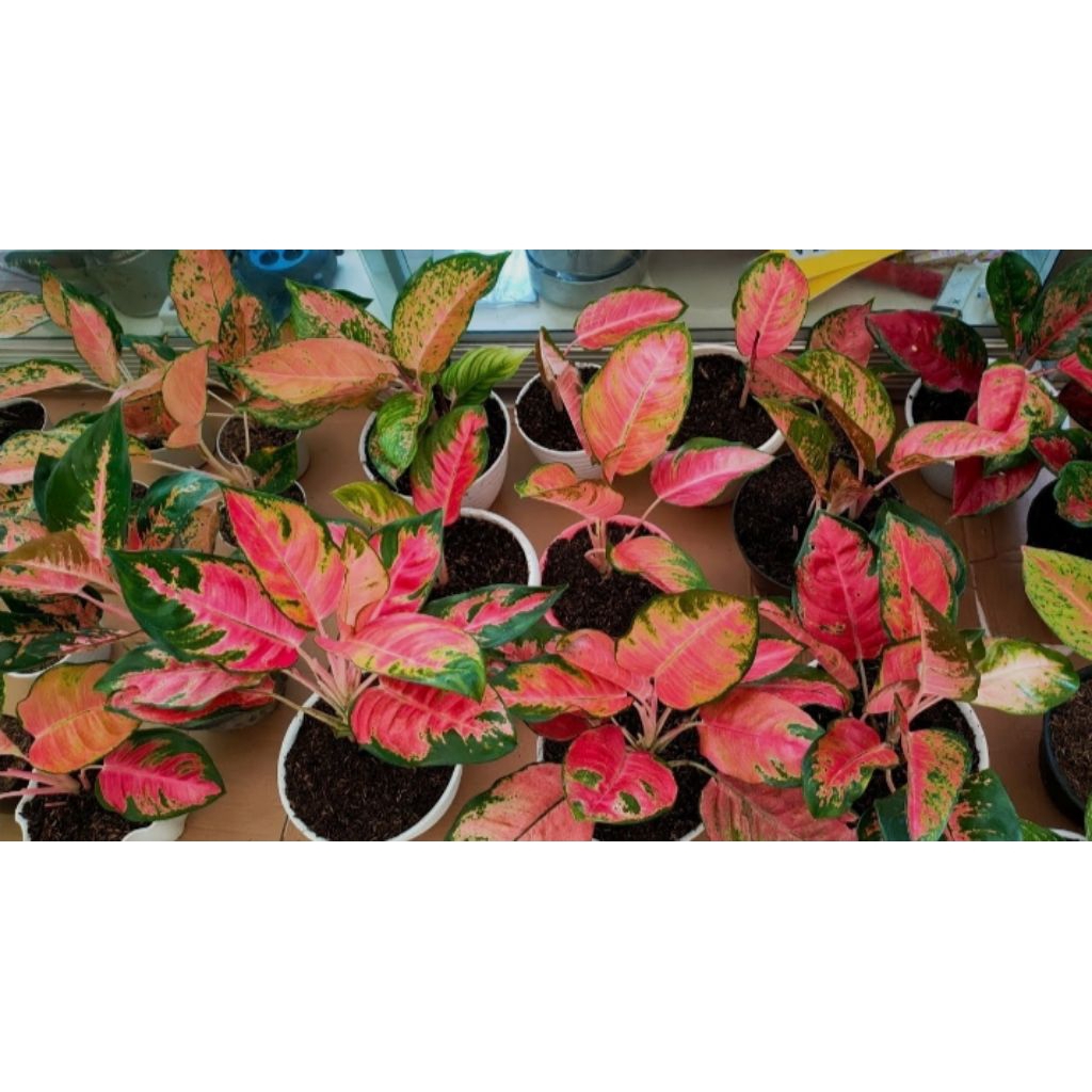 Pohon Aglonema Khocin // Tanaman Hias Aglonema Khocin Berkualitas