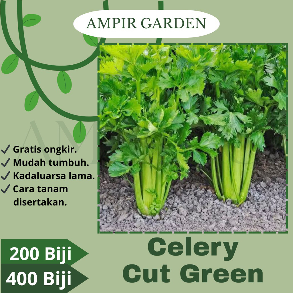 Benih Seledri Import CELERY CUT GREEN Biji Benih Tanaman Sayuran Seledry Unggul Premium