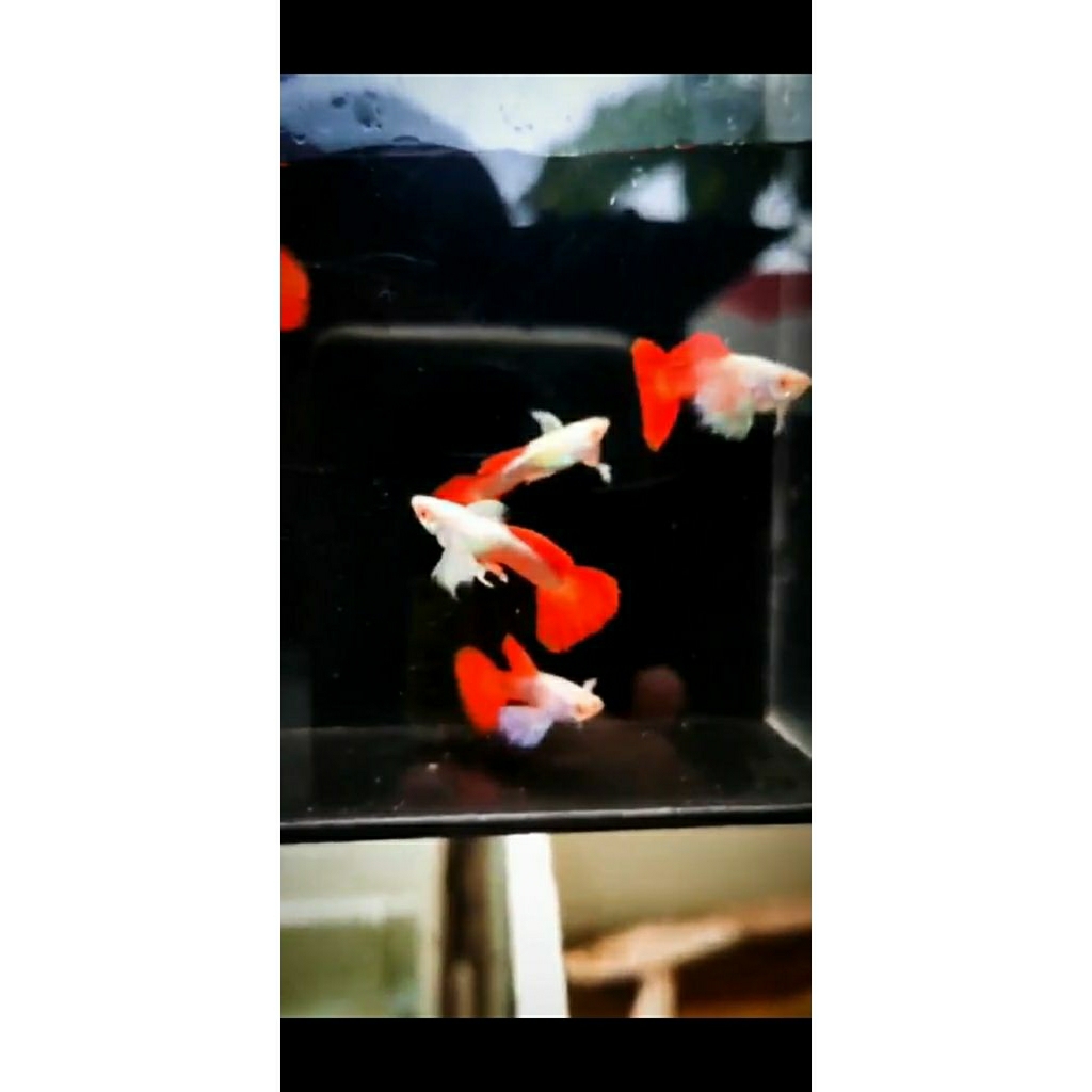 Pembersih Aquarium Guppy Albino PRTDE