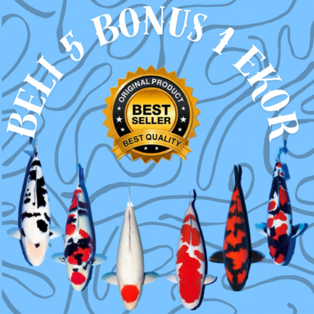 koi blitar size 13-15 cm murah berkualitas