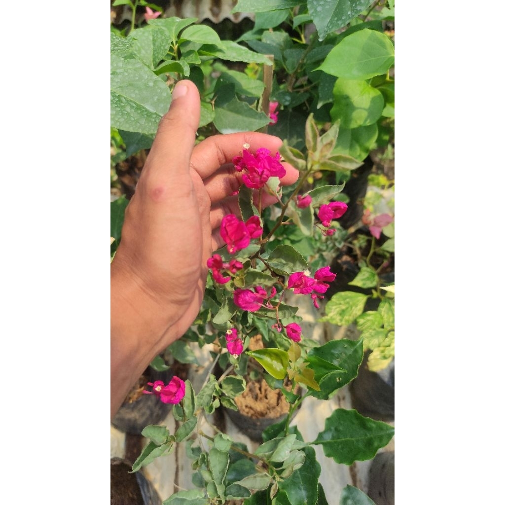 Bibit Bougenville Anggur Fucia