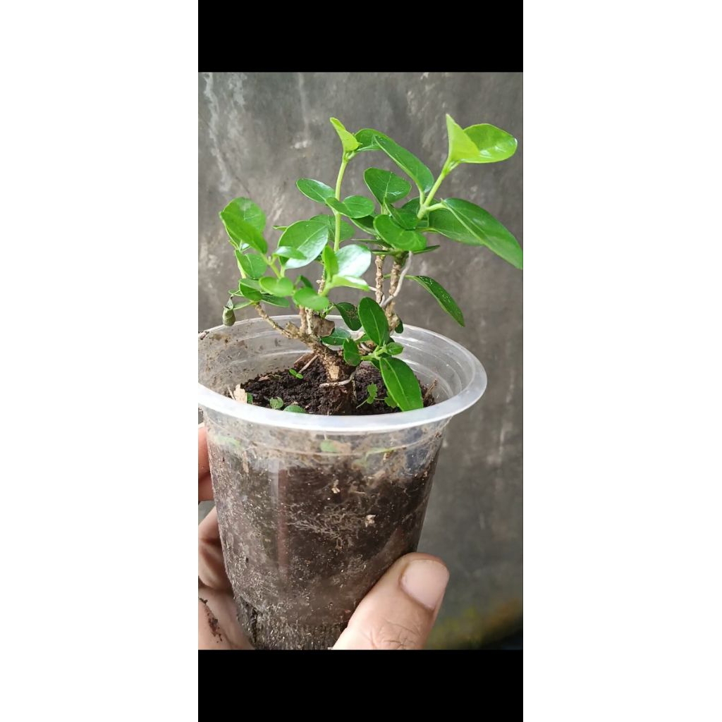 bahan bonsai mini (mame) hidup