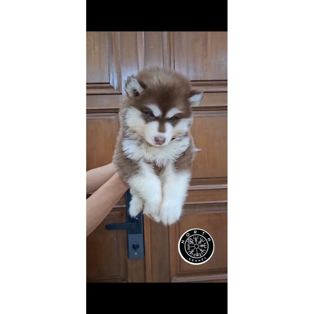 SIBERIAN HUSKY ANAK ANJING HIDUP FEMALE (BEATRIX)