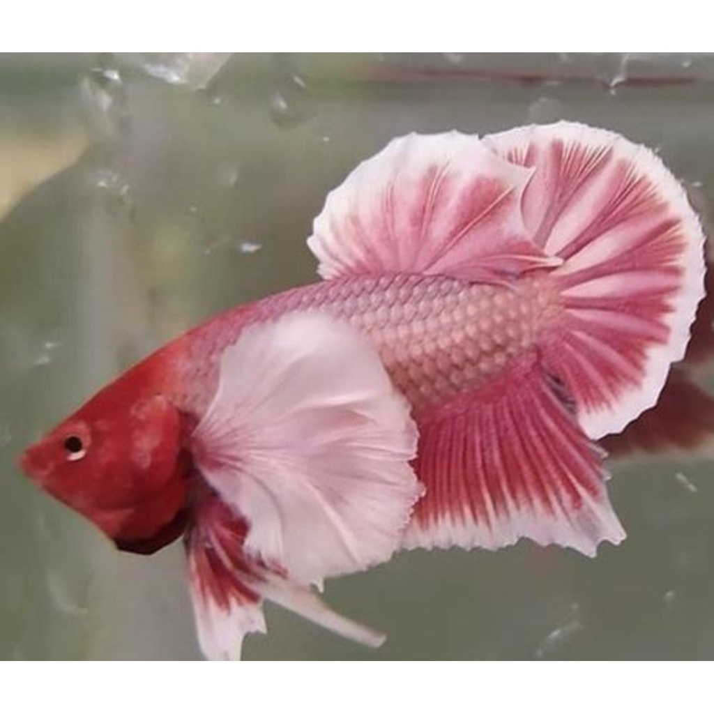 ikan cupang aoura pink dumbo ear flamingo dewasa indukan male / jantan. grosir