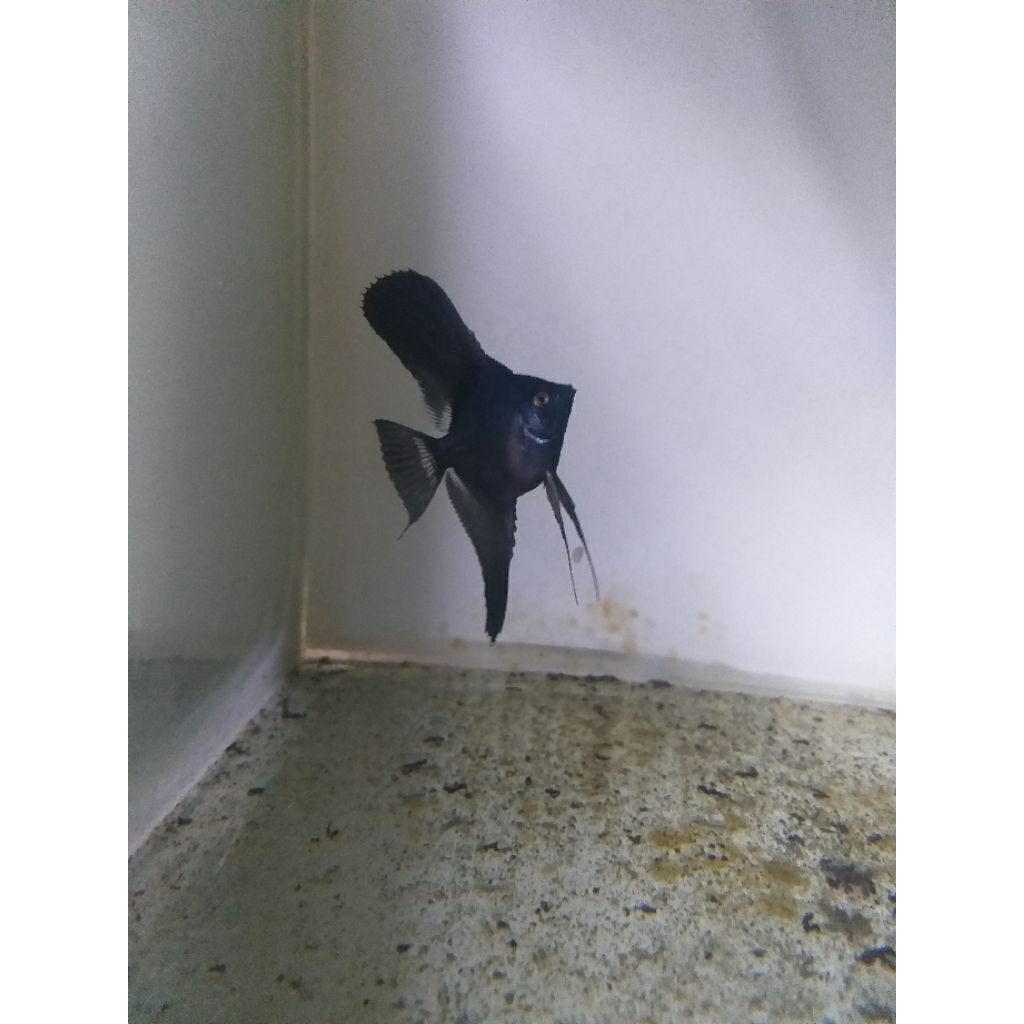 Manfish Black Lace aka Black Avatar Ukuran 2,5-3cm Body