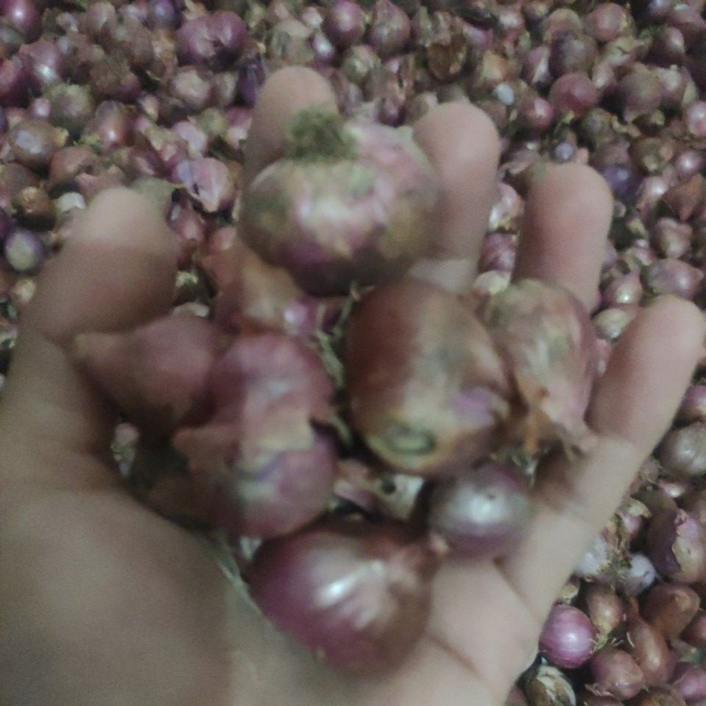 bawang merah lokal besar