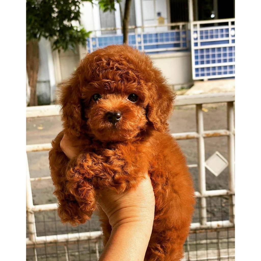 Anjing Red Toy Poodle
