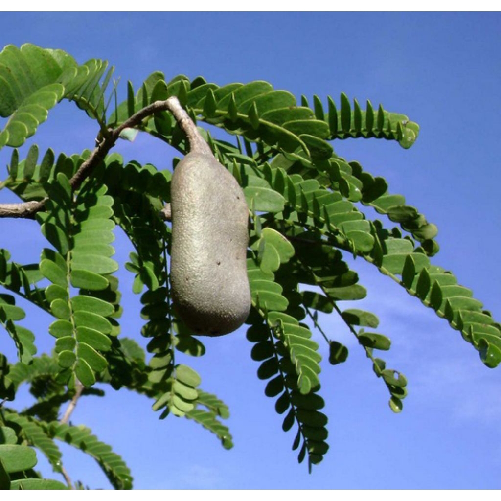 tanaman bibit asem jawa bahan bonsai dan buah