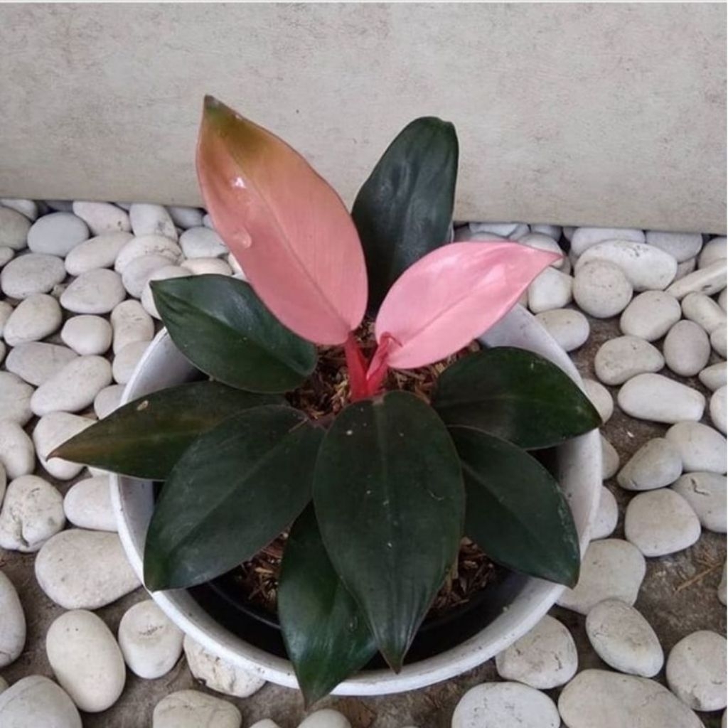 Philo Pink Congo Philodendron Congo Pink Tanaman Hias Philo Congo