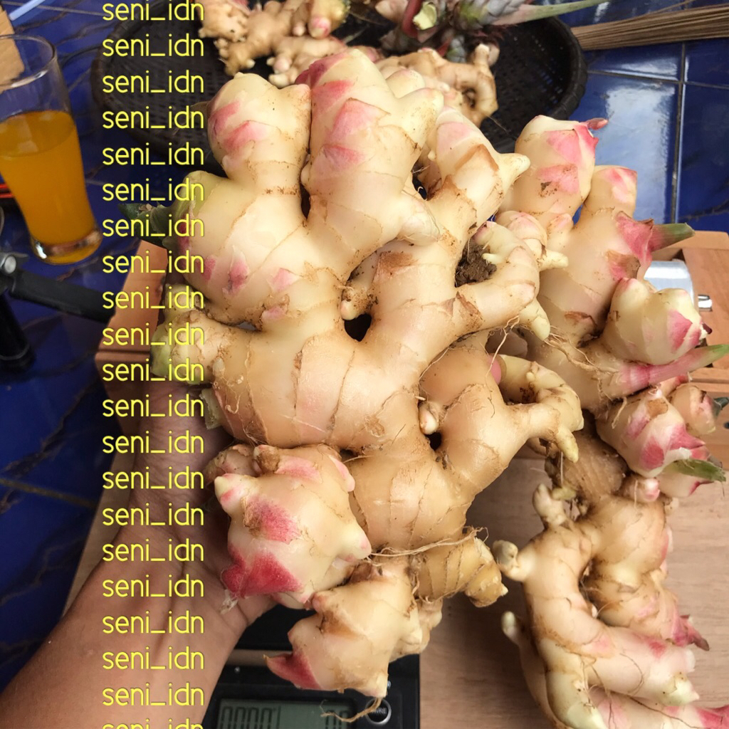 Jahe gajah bersih segar / jahe gajah fresh