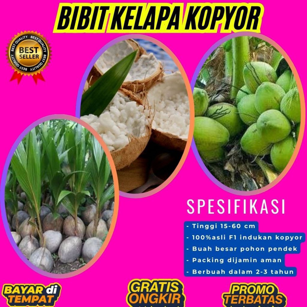 POHON PENDEK  Benih Kelapa Kopyor Kultur Jaringan, Benih Kelapa Kopyor Madu