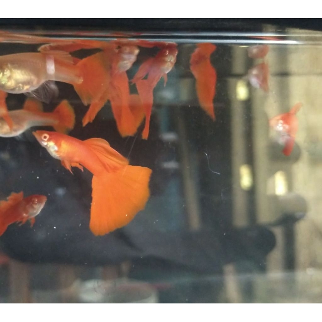 Albino Full Red Indukan Grade A, Kualitas, AFR Guppy