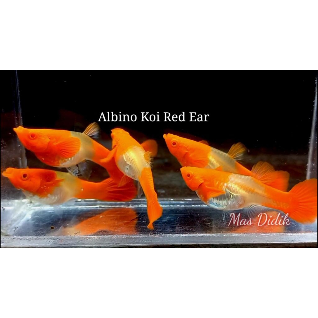 Perlengkapan Guppy Albino Koi Red Ear