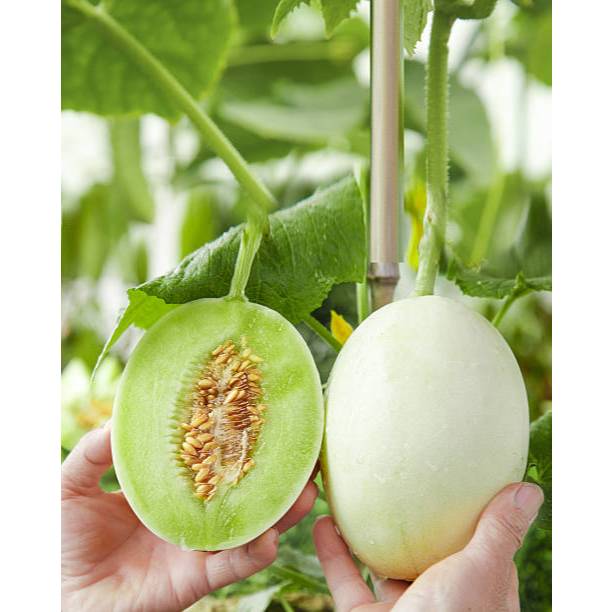 BIBIT MELON MADU PUTIH MANIS PROMO KHUSUS