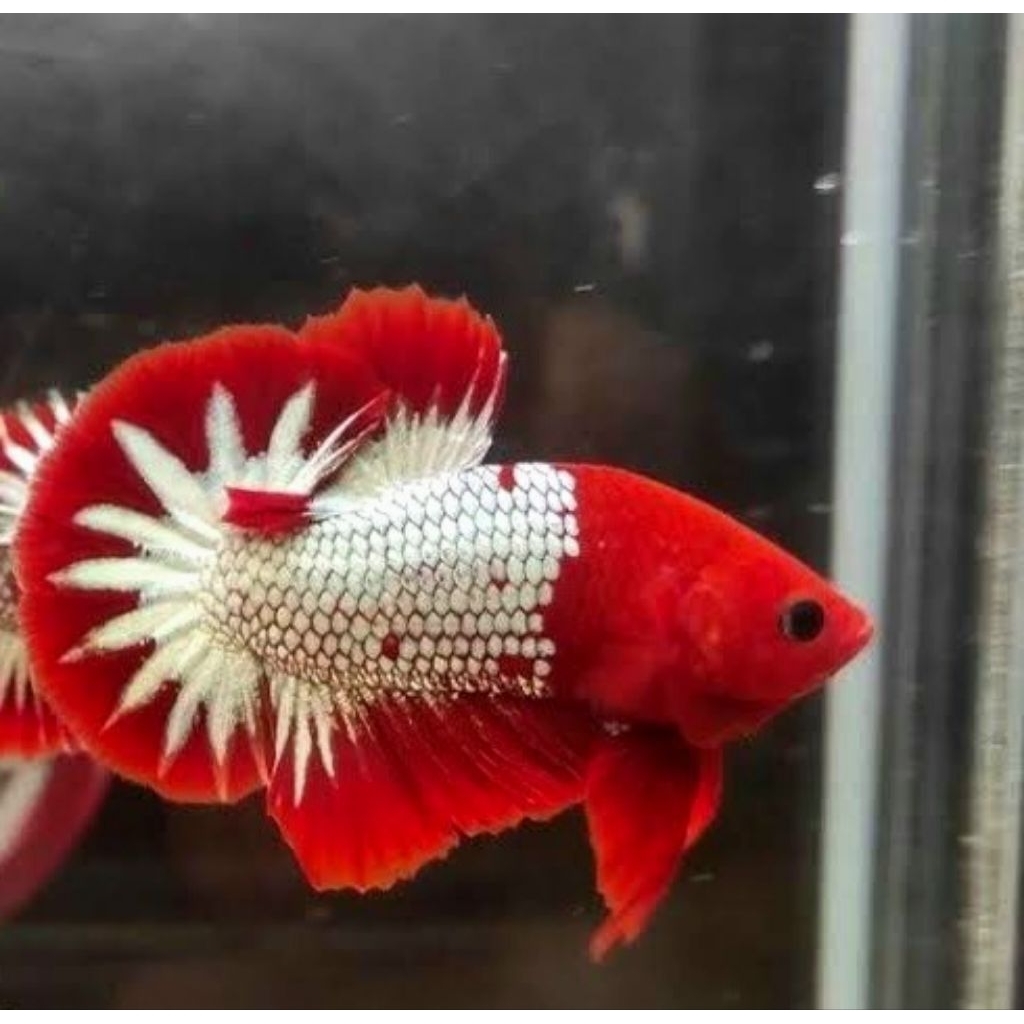 plakat fccp cupang plakat red head