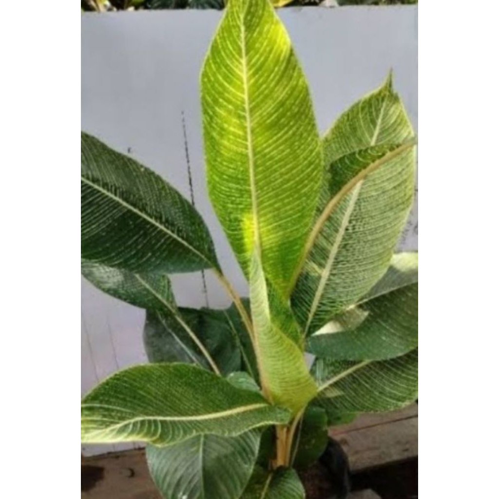 pisang"gan varigata kuning