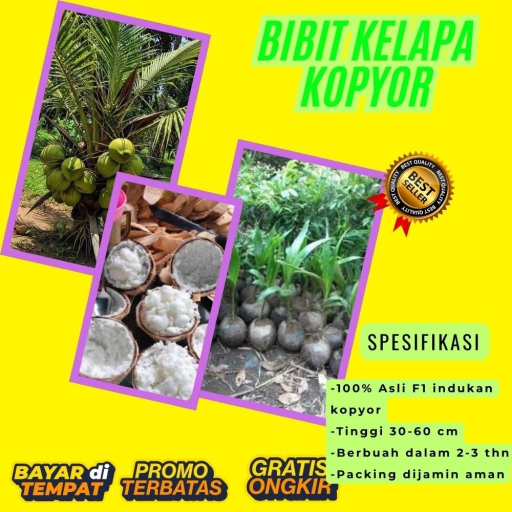 KUALITAS UNGGULAN  Bibit Kelapa Kopyor Madu, Bibit Kelapa Kopyor Super, Bibit Kelapa Kopyor Terdekat