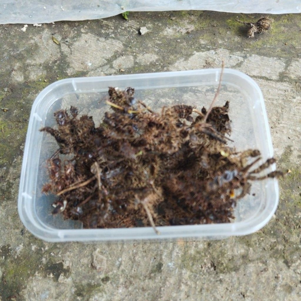 Buah biji putri malu / kemasan