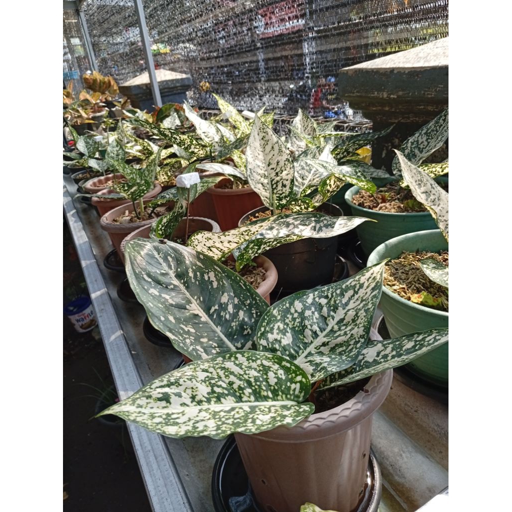 Aglaonema Big Leaf Berdaun 2-3