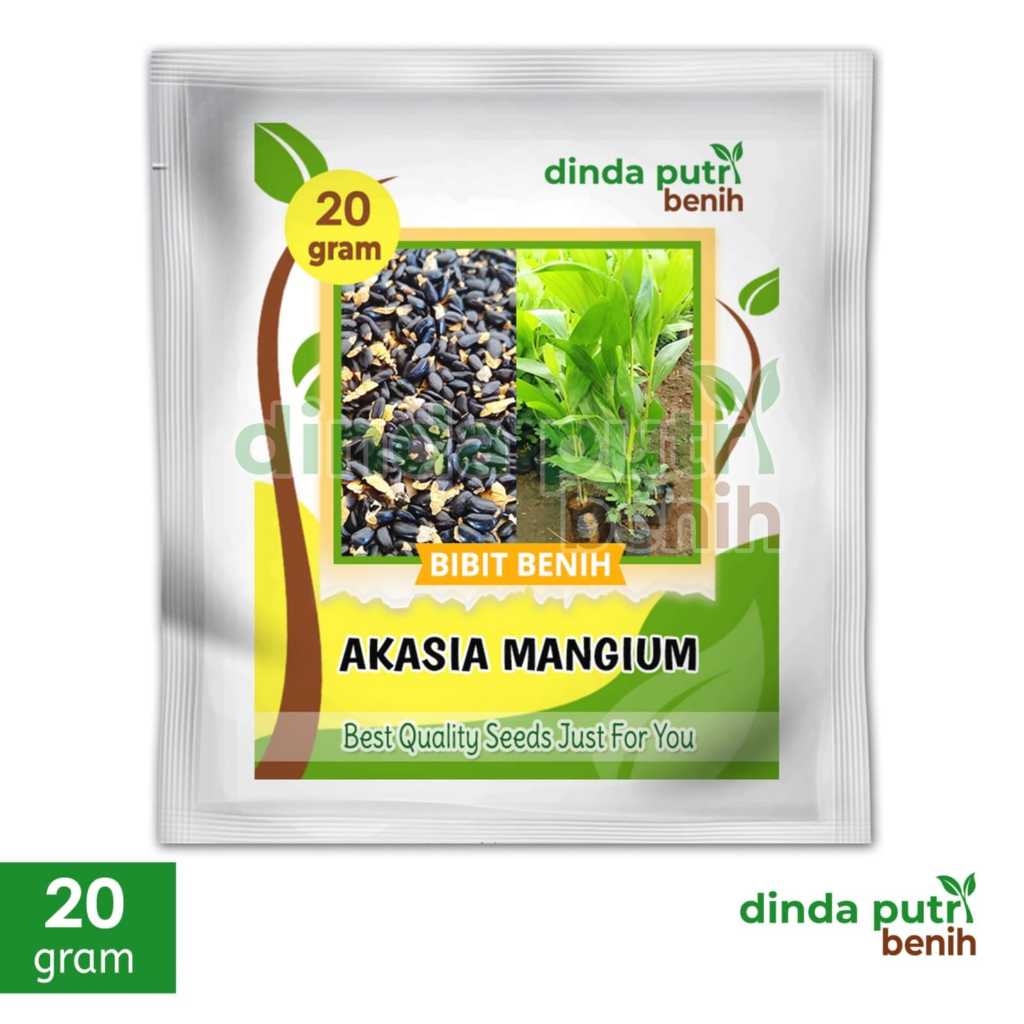 Biji benih pohon Akasia Mangium 20 gram, benih pohon akasia super