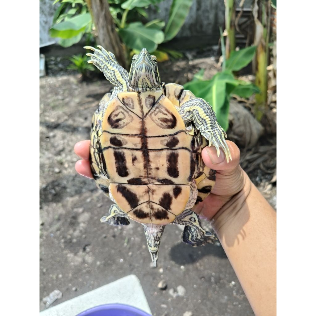 Pelet Kura Brazil Jantan