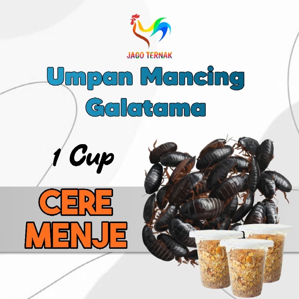CERE MENJE  kecoa Batu cup ceremende ceremenje umpan mancing galatama lele gacorr