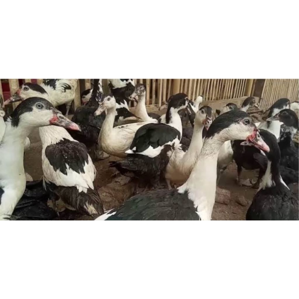 entok hidup ya sehat