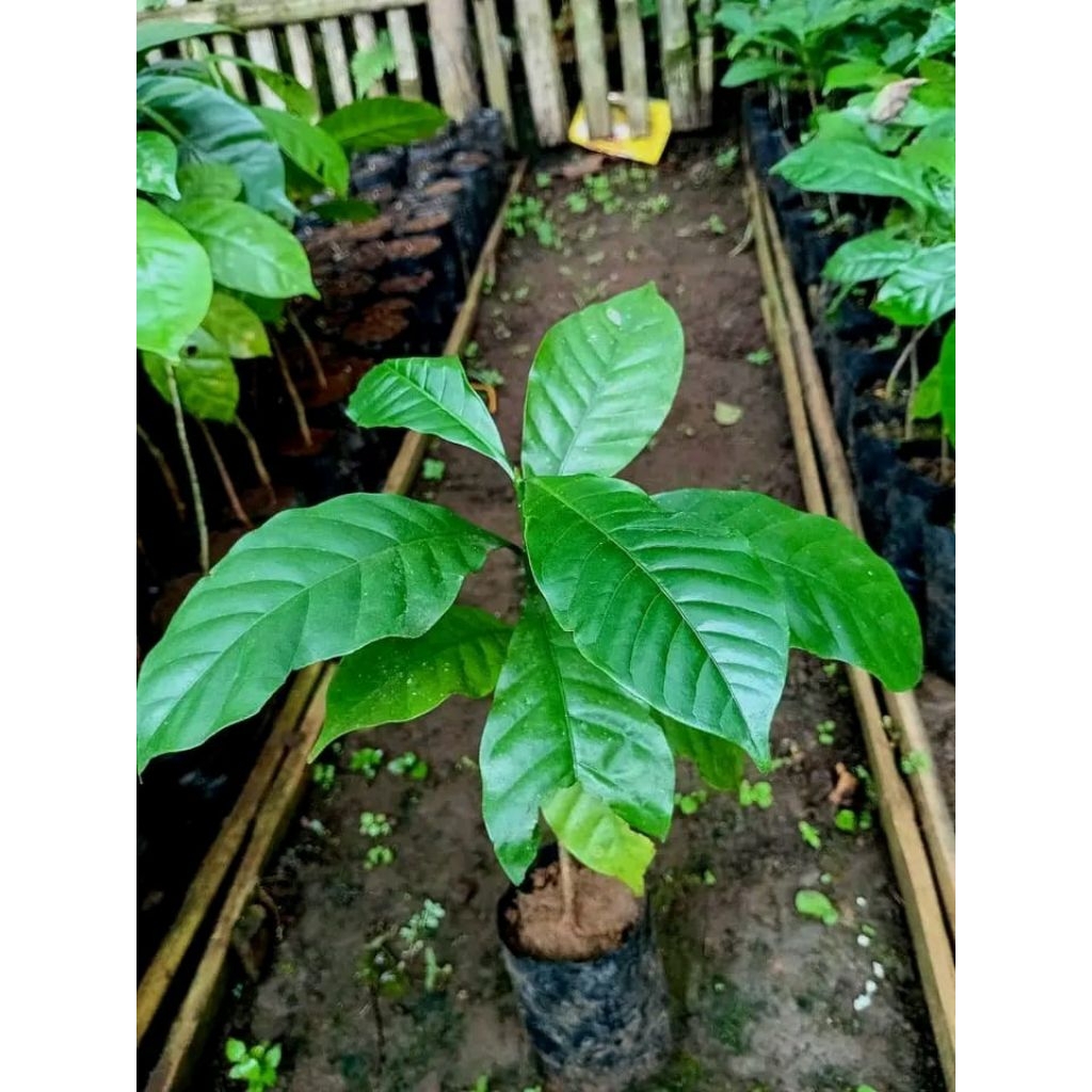 bibit kopi robusta klon bagio ukuran 30 40 cm