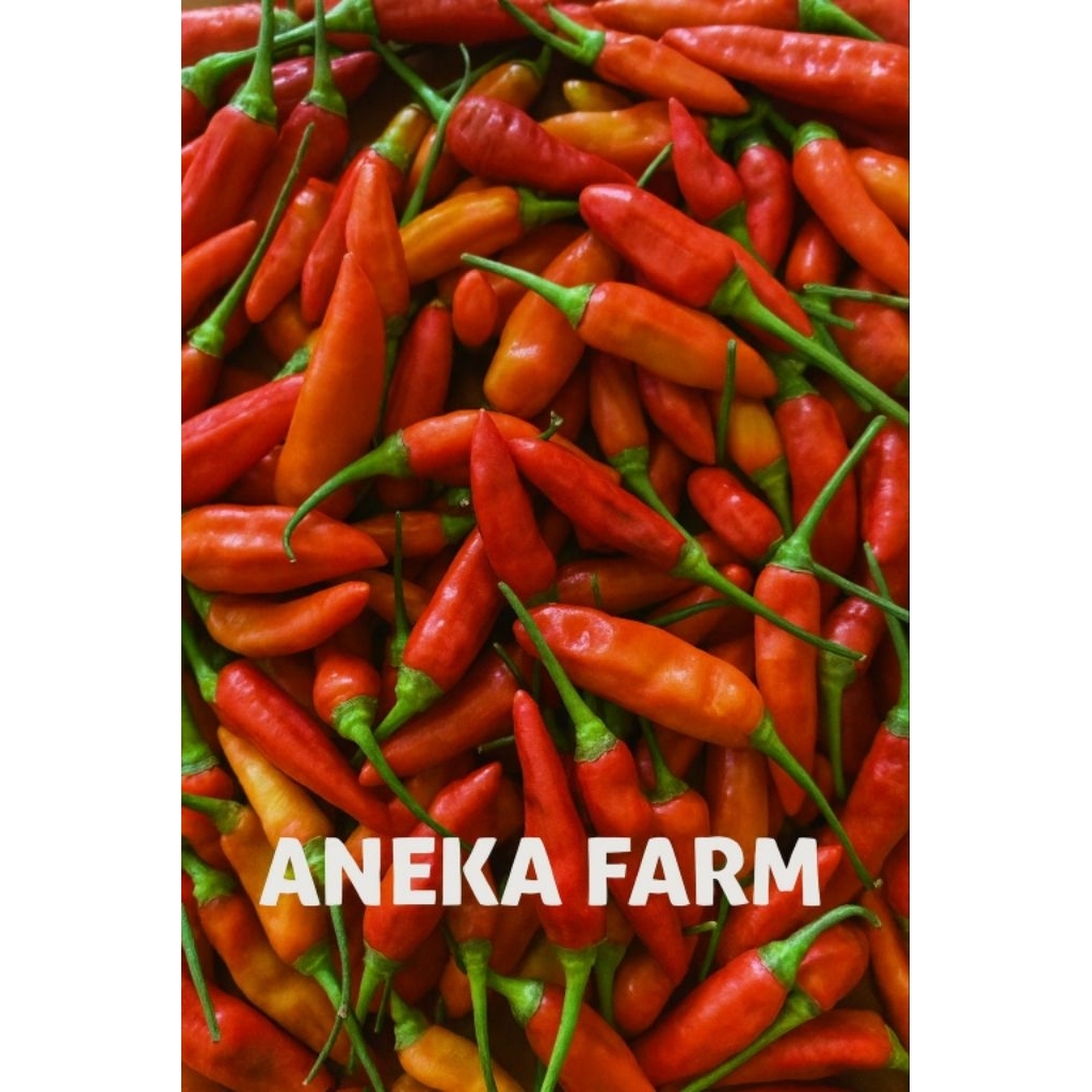 Cabe Rawit Merah - Cabe Rawit Merah Segar