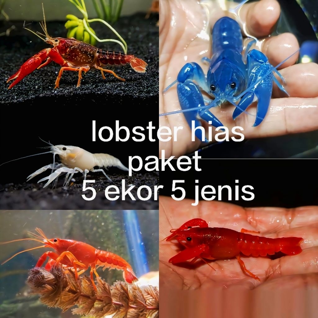 Hiasan aquarium lobster hias air tawar  paket 5 ekor 5 jenis Size mulai dari 4 cm sampai 7 cm lobste