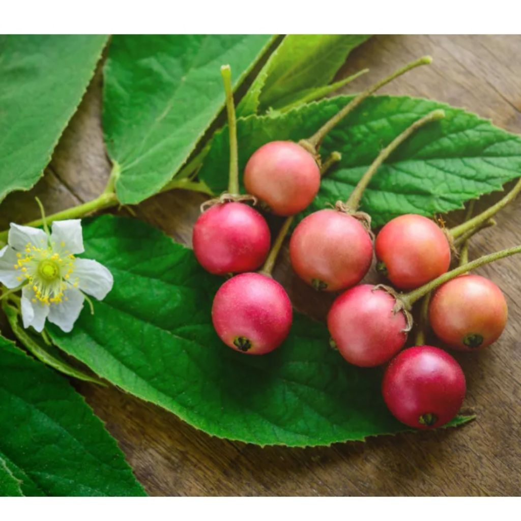 Jual buah ceri atau kersen segar 50 biji